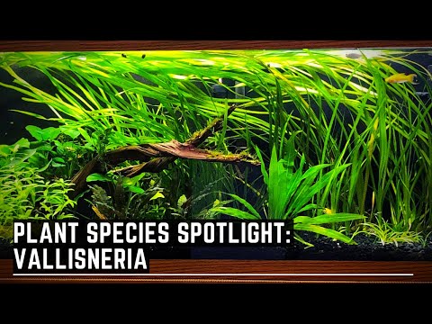 ვიდეო: Vallisneria არის საყვარელი Aquarists