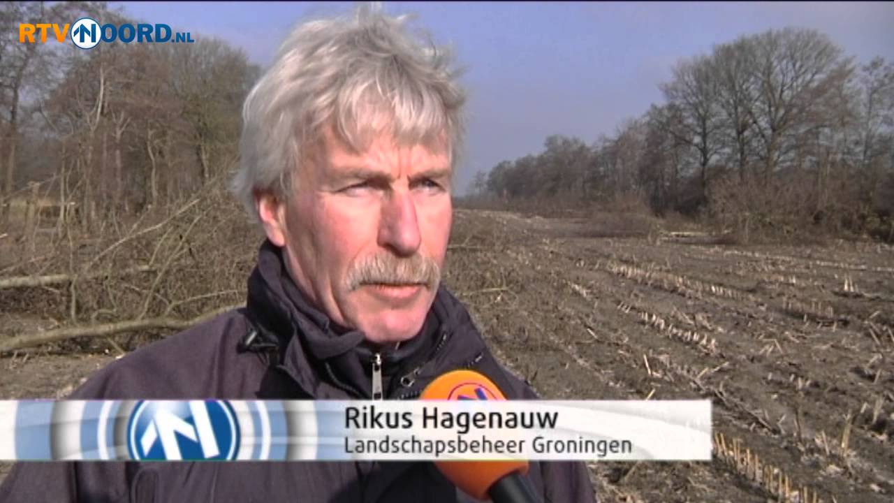 Houtwallen zuidelijk Westerkwartier mechanisch gesnoeid - RTV Noord