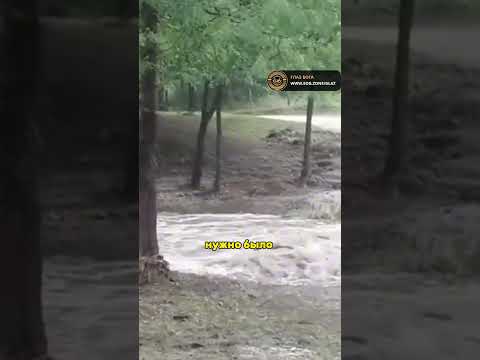 Лошади: ПЕРЕХОД через РЕКУ | #shorts #животные #природа