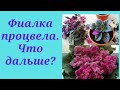 Моя фиалка отцвела. Что делать дальше?