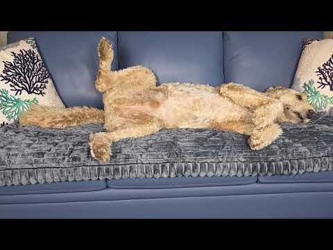 Couch Cover for Dogs Washable, Non-Slip Fuzzy Pet Couch Covers for Sofa, Thick Soft Couch Cushion Co