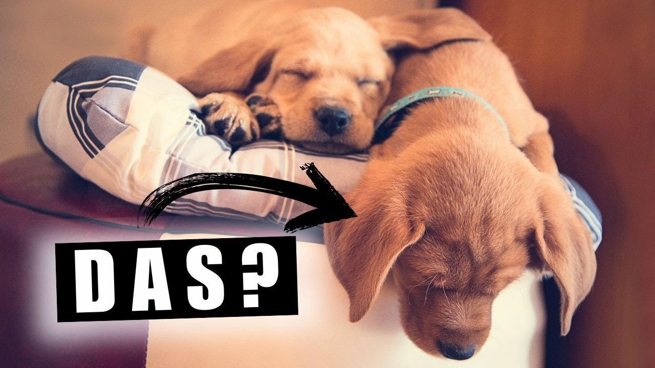 Der GRÖSSTE Fehler, den neue Welpenbesitzer machen...