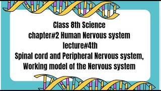 Class 8Th Science Chapter 2 Human Nervous System Lecture 4 Spinal Cord P.n.s , Working Model Of N.s