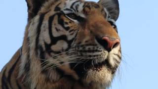 Tiger Temple Thailand - Wayha just chilling!