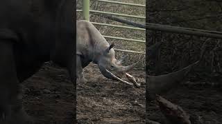 A rhinos horn isnt just used for protection. They also use them to move and manipulate objects.