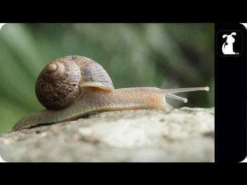 AWOLNATION - Sail Parody - ASHELLNATION - Snail Petody - YouTube