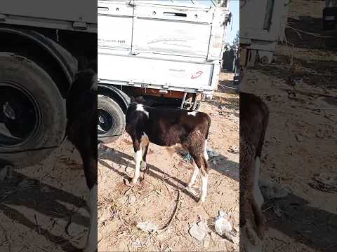 اسعار العجول البقري اللباني مع السيد شلتوت في سوق ابو حمص بحيره اليوم