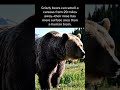 Grizzly bears can smell carcass from 20 miles away—The nose has more surface area than a human brain