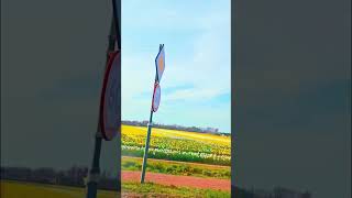 #flowers #tulipfield £ #nature #lifeisbutadream