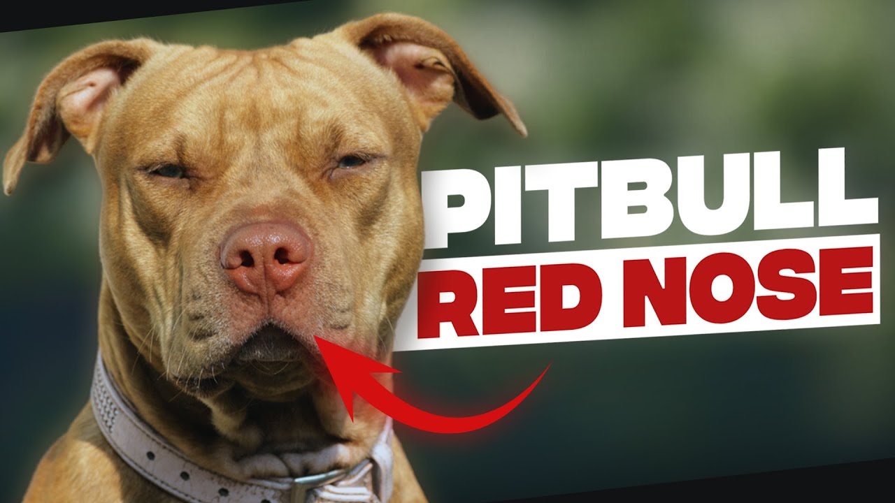 Red Nose Pitbull | Thing You Need To Know Before Getting One - YouTube