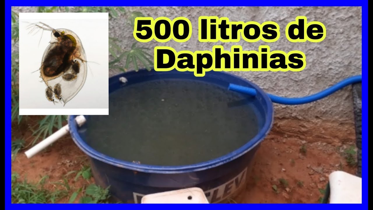 COMO INICIAR UMA CRIAÇÃO DE DAPHINIAS DESDE O INÍCIO, PASSO A PASSO.