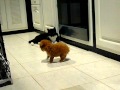 Toy poodle giant checking out toffee the cat