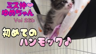 【子猫 成長記録26b】ケージのハンモックに初めて乗った子猫【cute Kitten 26b】 【子猫 成長記録26b】ケージのハンモックに初めて乗った子猫【cute Kitten 26b】