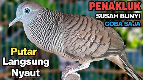 Perkutut Lokal Gacor RAJA PIKAT Ahlinya Bikin Semua Burung Perkutut Nyaut.