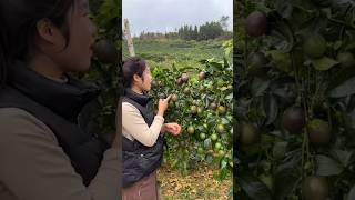 Wow So Juicy & Delicious Pion Fruit