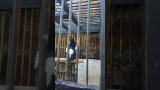 Download Lagu DECU KACER MINI BELAJAR NGOBRA MP3