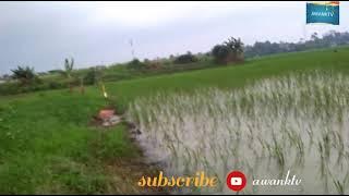 STORY WA  SHOLAWAT 30detik | menyentuh hati [syaikhona by ai khodijah]