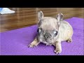 Tiny frenchie is domineering but always pretends to be innocent a puppy or a bunny so cute