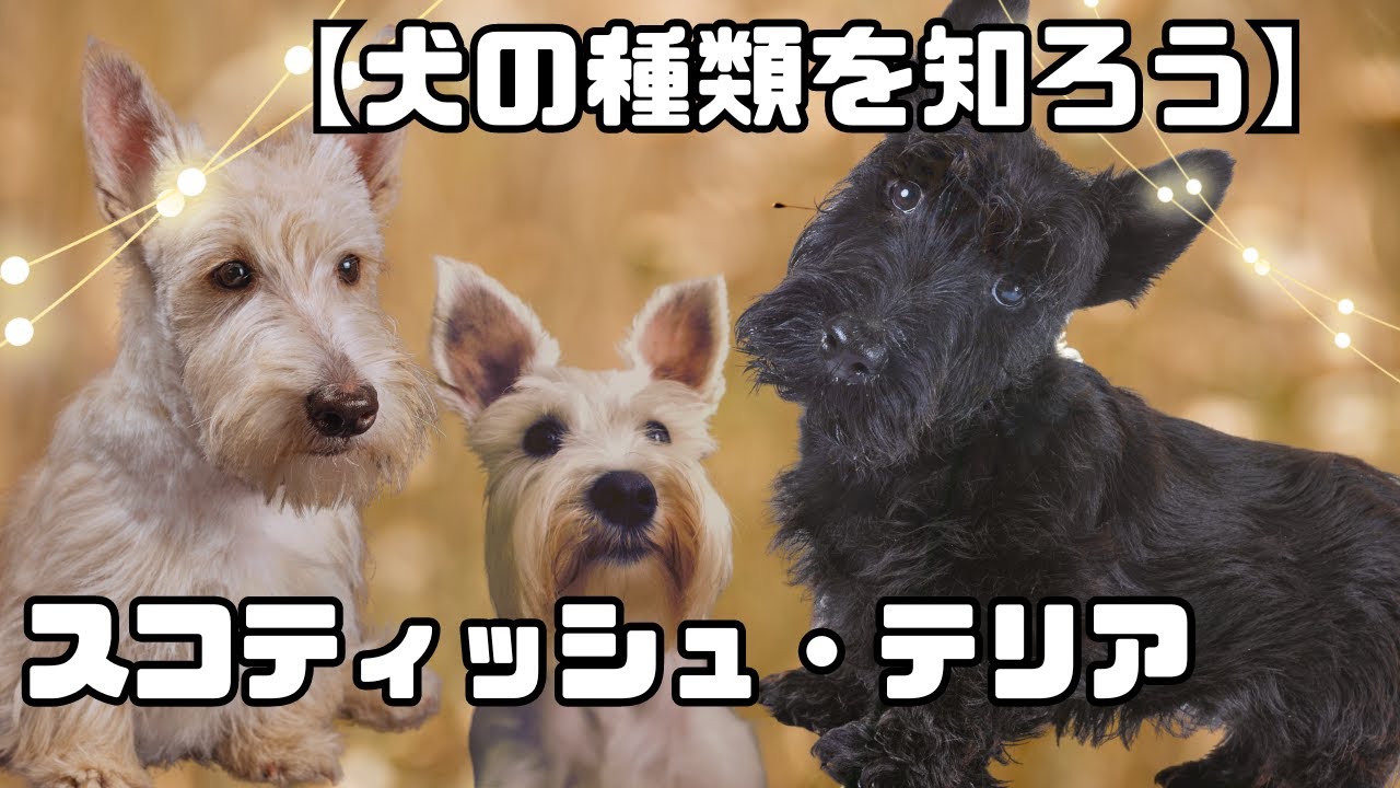 犬の種類を知ろう】スコティッシュ・テリア - YouTube