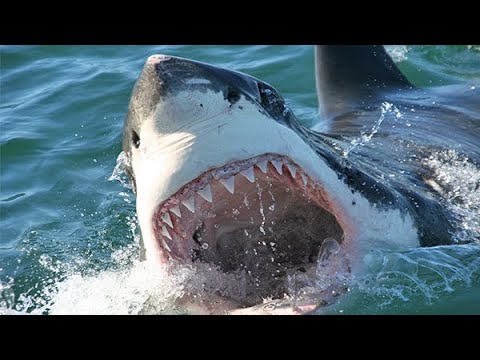 Video: Riesiger Weißer Hai - das gefährlichste Meeresräuber