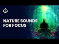 Nature Sounds for Focus: Binaural Beats Nature Sounds for Concentration