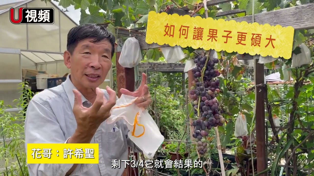 分分鐘學園藝 花哥 教你種 葡萄 Youtube
