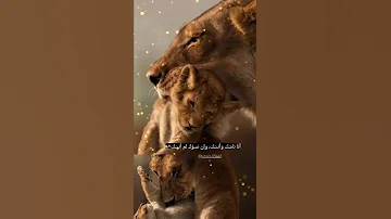 تصاميم ستوريات اسد اسود لبوة حب الاسد 