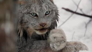 Faune et flore du pays - Le lynx du Canada