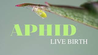 Aphid Live Birth