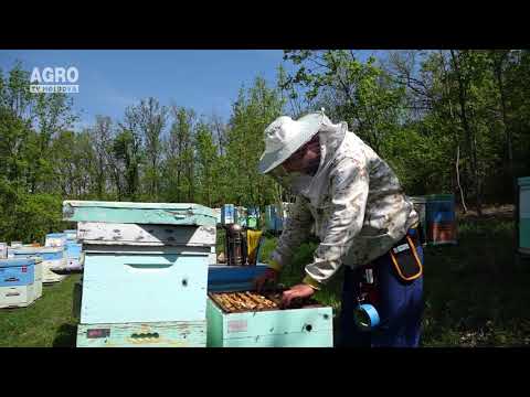 Video: Cum putem îmbunătăți agricultura animală?