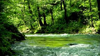 Forest River Flowing Sound in Green Nature. Flowing River, Water Sounds. White Noise for Sleeping.