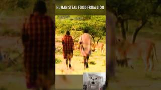 Human steal food from lion #wildlife #lion #human #animals