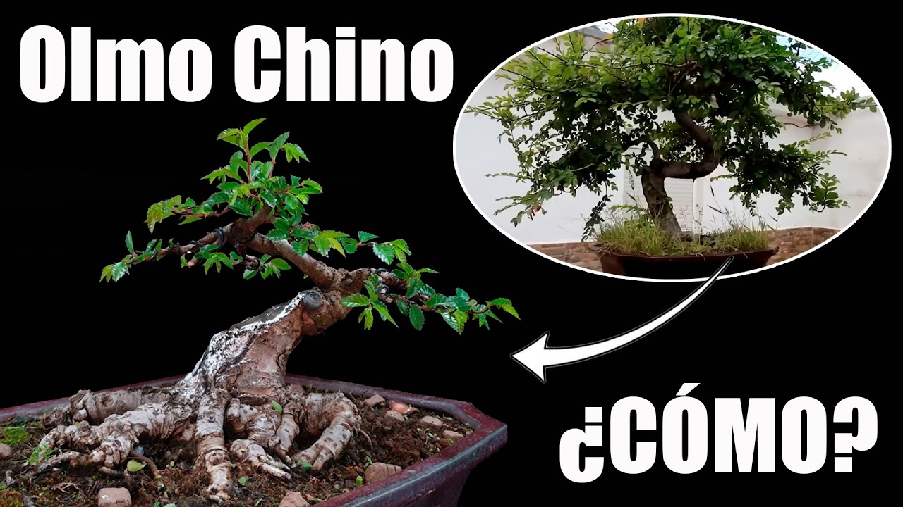 ¡Transformación RADICAL! Cómo reducir y dar un salto de calidad | Escuela de Bonsai Online