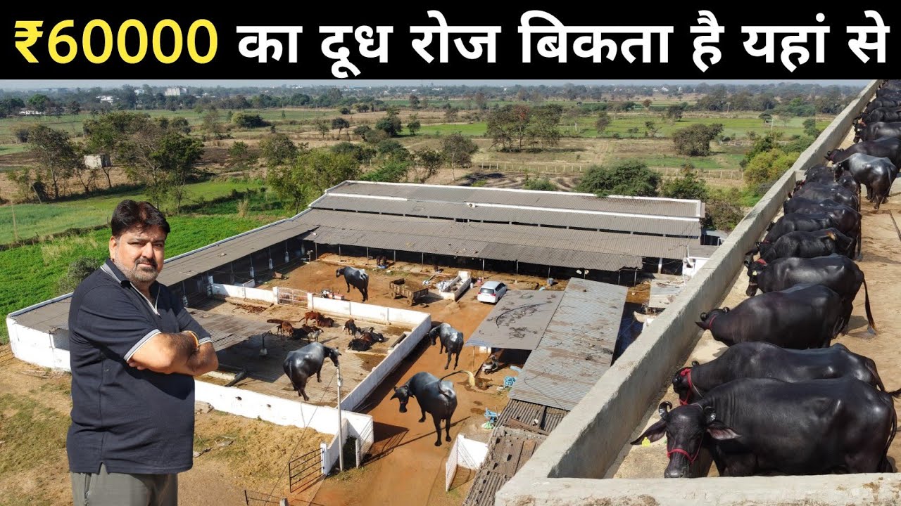 खेत में बनाया शानदार Dairy Farm | Buffalo Farm Business Plan | Cow Farm | Dairy Farming