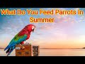 What Do You Feed Parrots In Summer ll All Parrots Summer Best Food ll Parrots Breeding Information