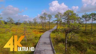 Nature Of Estonia In 4K - Virtual Nature Walk - Short Preview Video