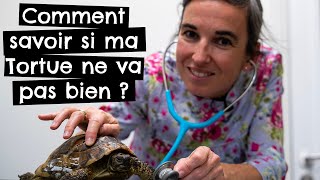 Comment savoir si ma tortue ne va pas bien ? 🐢