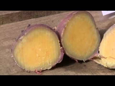 Vídeo: Batata-semente: variedades (características e descrição)