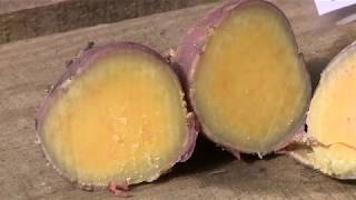 Variedades De Batata-Doce Epagri