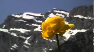 Trollblume Trollius europaeus Blüte Berg Schnee Hoher Göll Berchtesgadener Land 2006 HDV