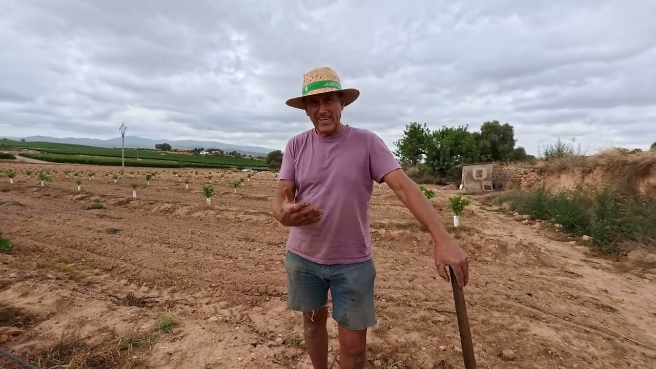 Sembramos habas y plantamos ajos tiernos CULTIVOS  FACILES