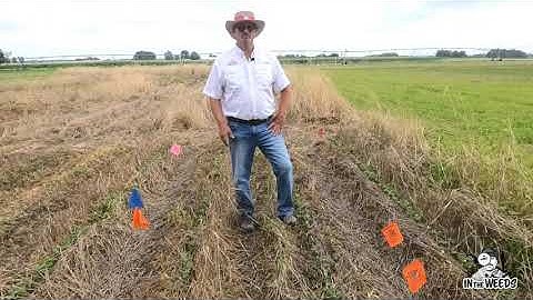 Effect of Cereal Rye Termination Timing on Weed Control in Soybean - In the Weeds