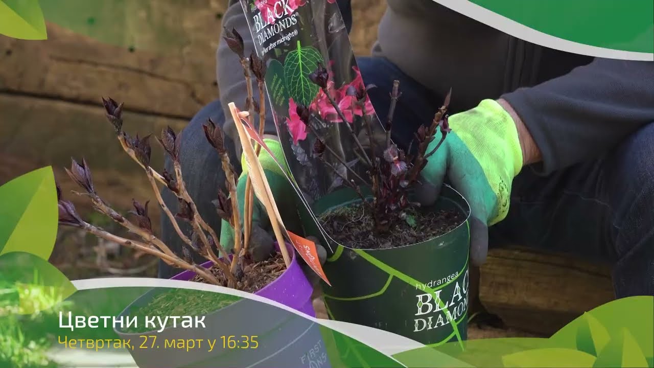 Cvetni kutak ep. 281 27.03.2025. NAJAVA