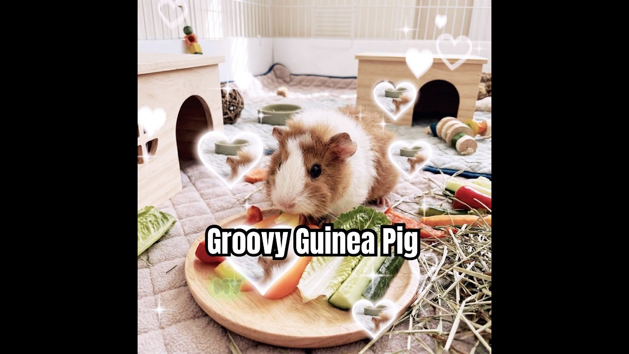 Groovy Guinea Pig song clip from Too Cute. #music #song #lyric #songlyrics #cute
