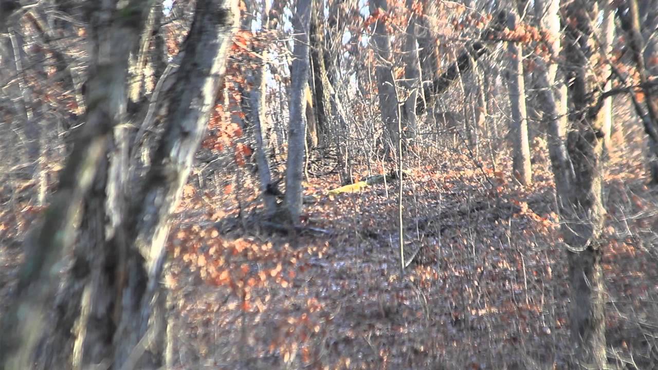 Iowa Trophy Hunts Missouri Big Buck YouTube