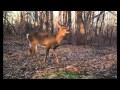 Missouri Deer Eating Oranges