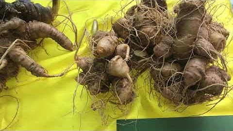 PHÂN BIỆT SÂM NGỌC LINH QUẢNG NAM VỚI SÂM LAI CHÂU ( SÂM TRUNG QUỐC)