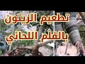 طريقة تطعيم شجرة الزيتون بالقلم اللحائي Olive Cleft Grafting 28 3 2020 مع النتيجة طريقة تطعيم شجرة الزيتون بالقلم اللحائي Olive Cleft Grafting 28 3 2020 مع النتيجة