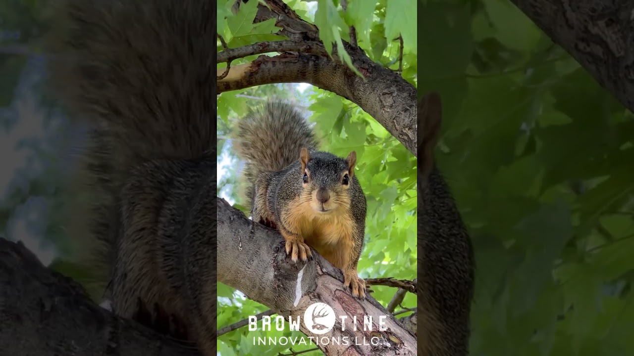 Fox Squirrel 