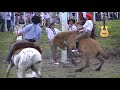 Monta de petisos en san Víctor casa Gringo Jacobo #folkloreytradicion